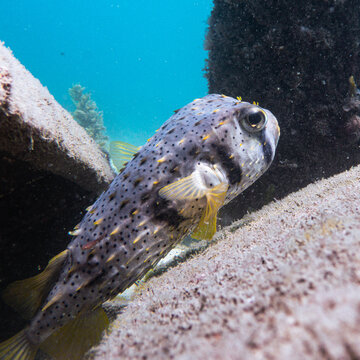 Porcupine fish on marine debris