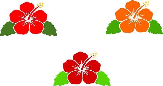 Hibiscus flower set vector illustration isolated on white background. Tropical national flower of Malaysia.