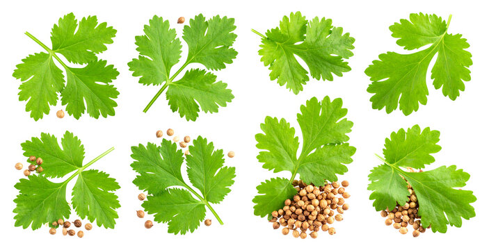 Herb. Cilantro. Fresh Leaves. Seeds. Culinary Ingredients., isolated transparent background