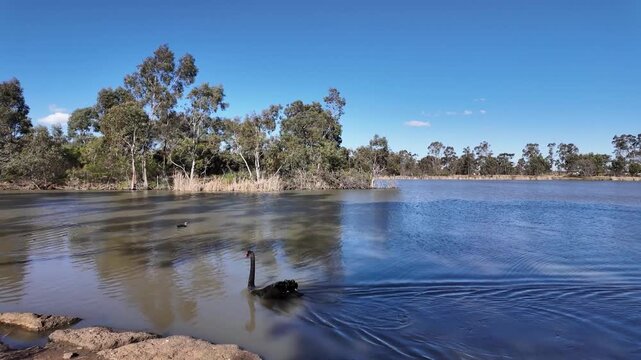 Black swan swimmings on Darlingsford Lake, gliding across calm water surrounded by native gum trees, Melton, Victoria, Australia. Native wildlife habitat, beautiful parkland and natural waterway
