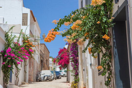 Lagos decorated bougainvillea, Algarve, Portugal