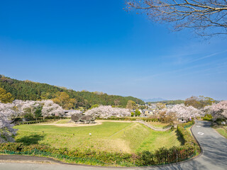 青空と満開の桜に包まれる石舞台古墳、春の明日香村の絶景 © かめです