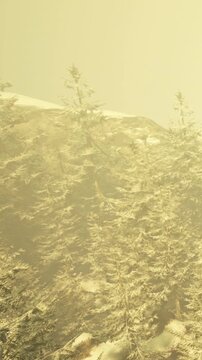 Fog surrounds tall trees on a mountain. The scene shows a mix of snow and rocky terrain. Morning light filters through, creating a hazy atmosphere with a yellow tint.