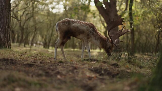 Male Fallow Deer in rutting season, battling for female deer.