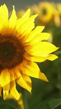 Sunflowers stand tall and bright under the summer sun. Their yellow petals open wide, creating a vibrant scene in a field filled with greenery. Bees may be seen buzzing around.