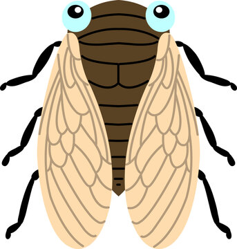 Cicada