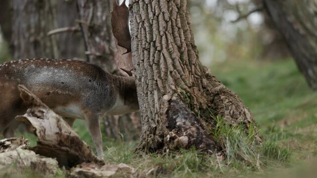 Male Fallow Deer in rutting season, battling for female deer.