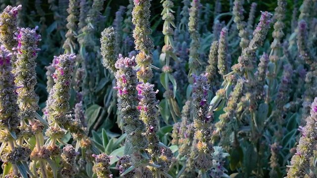 Wild Plant - Lamb's Ear Flowers - Close Up Pan 4K UHD