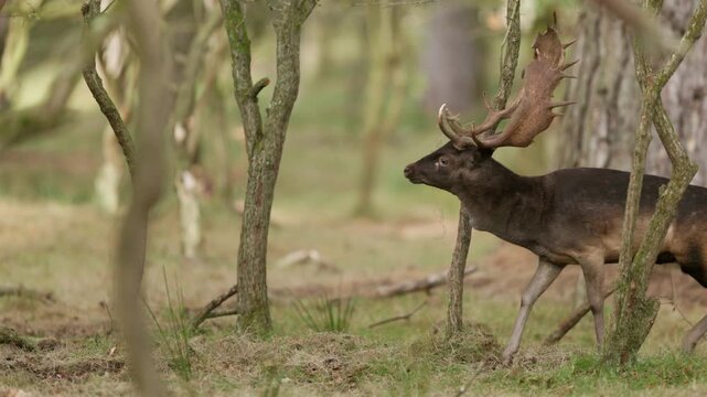 Male Fallow Deer in rutting season, battling for female deer.