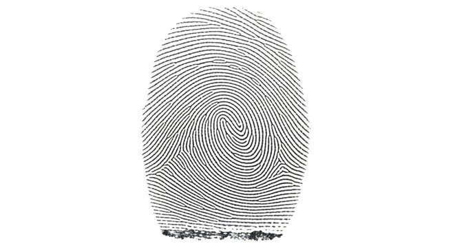 A detailed fingerprint pattern with swirling ridges and lines on transparent background dactylography impression ridge swirl loop arch texture