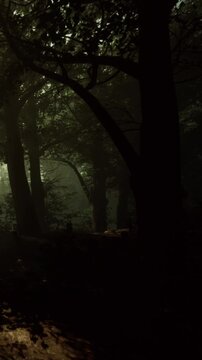 A narrow path runs through a dense forest. Light filters through the tall trees, creating shapes and shadows. The scene shows the natural beauty of the woods in the morning.