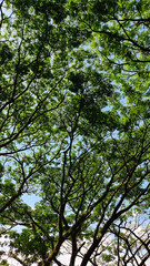 Fototapeta premium Sunlight Filtering Through Lush Green Tree Canopy Against Blue Sky