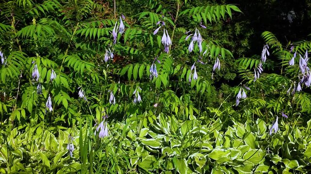 Wild Plant - Hosta Flowers - Plantain Lilies -MS Pan 4K UHD
