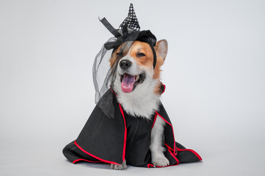 Corgi in witch hat and black cape on gray background