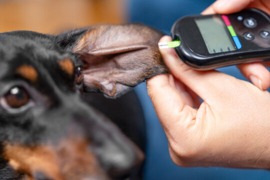 Close view of a hand using a digital meter insulin and glucose levels in the blood on the long ear of a black dachshund dog for a careful home health measurement.