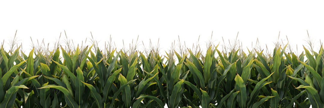 Tall green corn stalks with white tassels growing in agricultural field for farming concept and organic food production background texture isolated on a transparent background