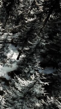 Snow blankets the ground and trees in a dense forest. The branches are heavy with snow, and the landscape appears untouched. Sunlight filters through the trees, creating shadows.