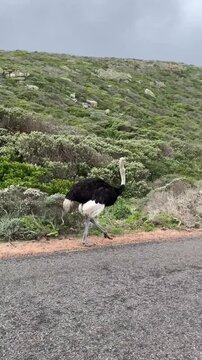 vulture on the beach