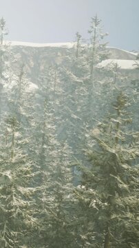 Tall trees are covered in snow in a forest. Mist hangs in the air, and the landscape is quiet. This scene captures a winter day in the mountains.