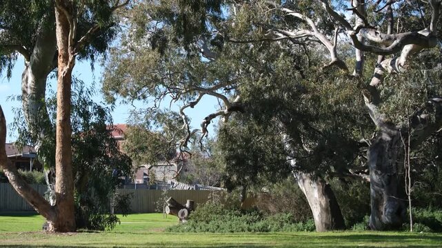 A public green space in Melton, Melbourne, Australia, dominated by large, mature eucalyptus gum trees with twisted branches. Suburban residential houses&nbsp;behind the tree canopy