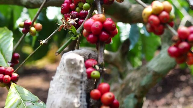 Close-up of a gloved hand picking ripe red coffee beans from a coffee plant.