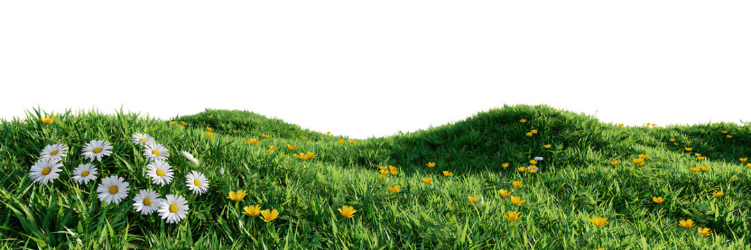 Rolling green grass hills with white daisies and yellow wildflowers for natural springtime meadow landscape and floral garden backgrounds isolated on a transparent background