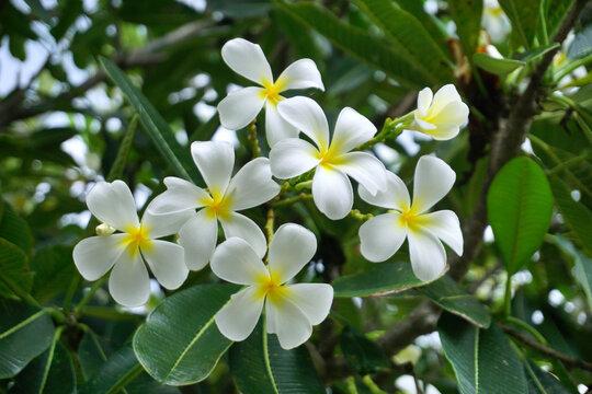 frangipani flowers, white plumeria tropical spa flower