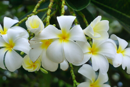 frangipani flowers, white plumeria tropical spa flower