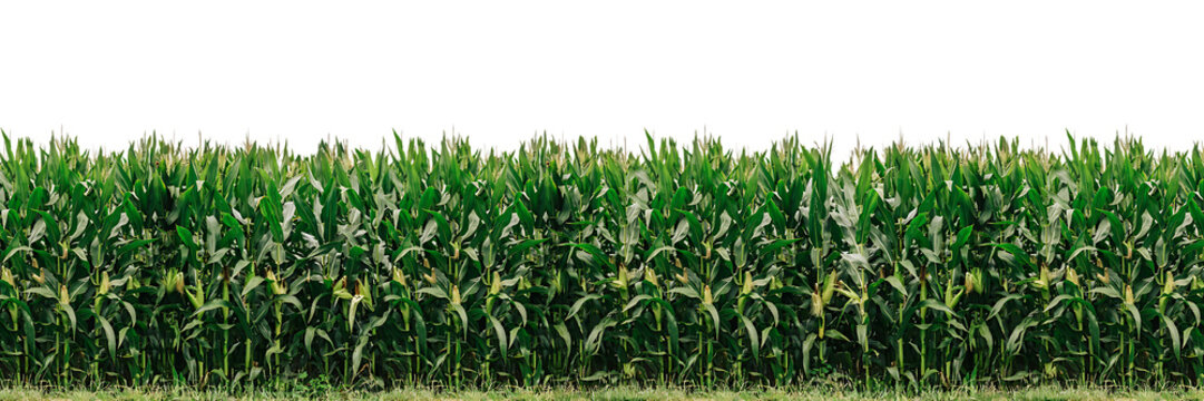 Dense green corn field, agricultural crop rows, maize plants, farming landscape, summer growth, lush foliage, vertical stalks in a field, harvest isolated on a transparent background