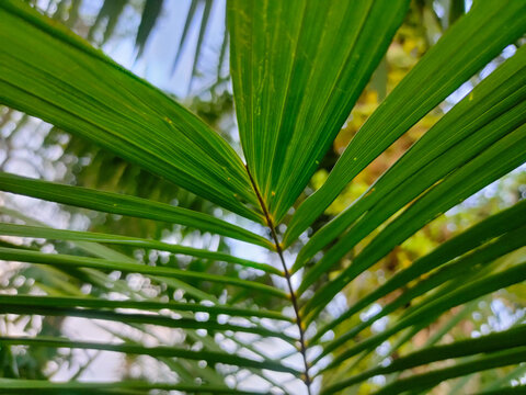 A detailed macro view looking through the vibrant green, ribbed fronds of a palm leaf against a soft, blurred background