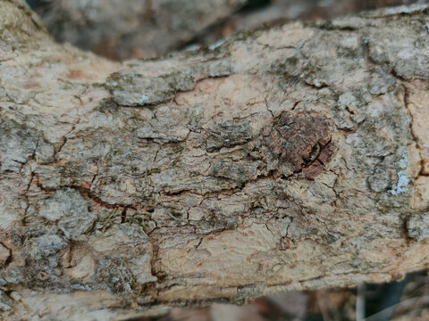 A detailed view of light-colored, weathered tree bark displaying intricate cracks, rough ridges, and subtle moss growth