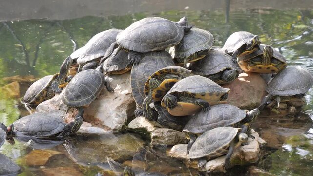 A large group of terrapin turtles sunbathing on rocks in a peaceful pond at the National Garden in Athens, Greece.