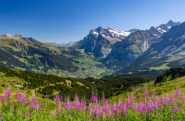Obraz premium alpine meadow with flowers, grindlewald