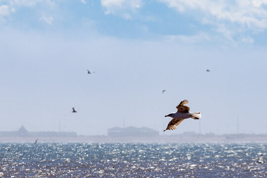 Gaspesie, Canada, 17 June 2026 : A seagull soars above the sparkling ocean water under a bright sky with distant coastline visible.
