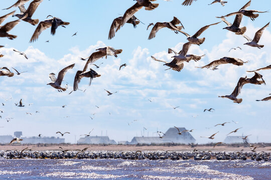 Gaspesie, Canada, 17 June 2026 : A large flock of seagulls flies and gathers over water with industrial buildings in the background.