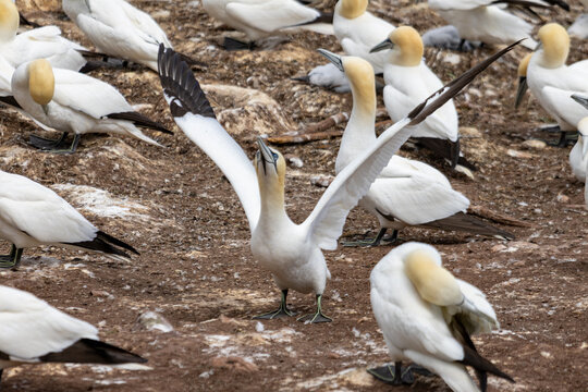 Gaspesie, Quebec, 15 July 2026 : A Northern Gannet spreads its wings among other gannets in a crowded seabird colony.