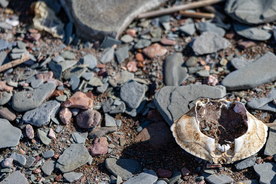 Quebec, Canada, 24 June 2026 : A weathered, broken crab shell rests on a rocky beach amidst small stones and pebbles.