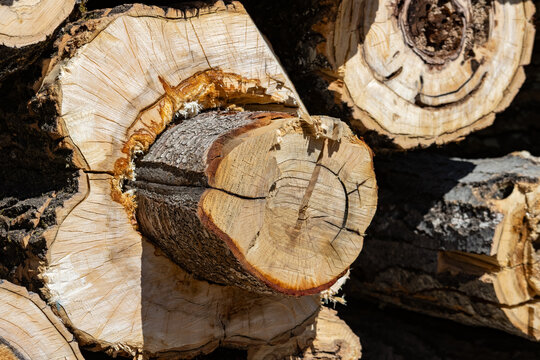 Quebec, Canada, 27 April 2026 : Close-up view of stacked, freshly cut logs showing their end grains and bark texture