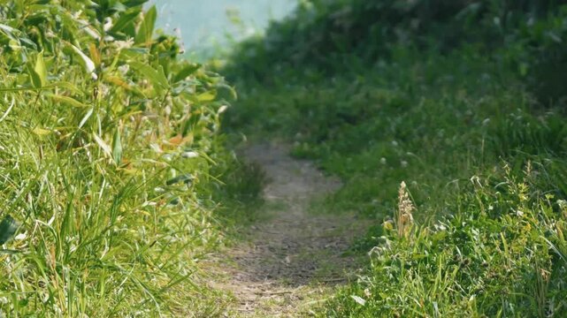 A narrow cut-through path leading to the sea, where bamboo grass sways in the wind.