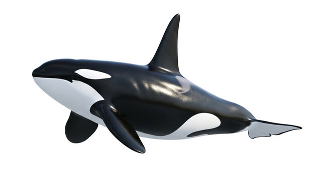 Killer whale orca isolated on white background