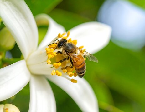 Close-up of Kemuning flower (Murraya paniculata) with honeybee collecting nectar