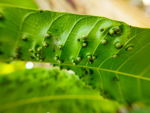 Symptoms of leaf galls on mango leaves, generally caused by the attack of small insect larvae such as fruit flies or gall midges or Procontarinia spp.