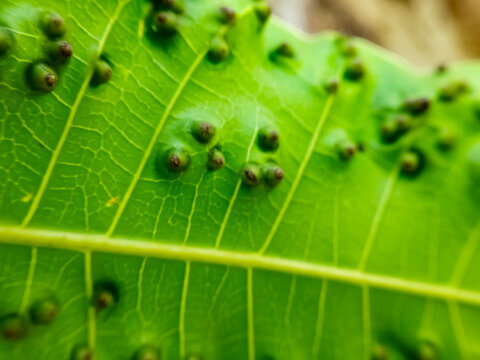 Symptoms of leaf galls on mango leaves, generally caused by the attack of small insect larvae such as fruit flies or gall midges or Procontarinia spp.