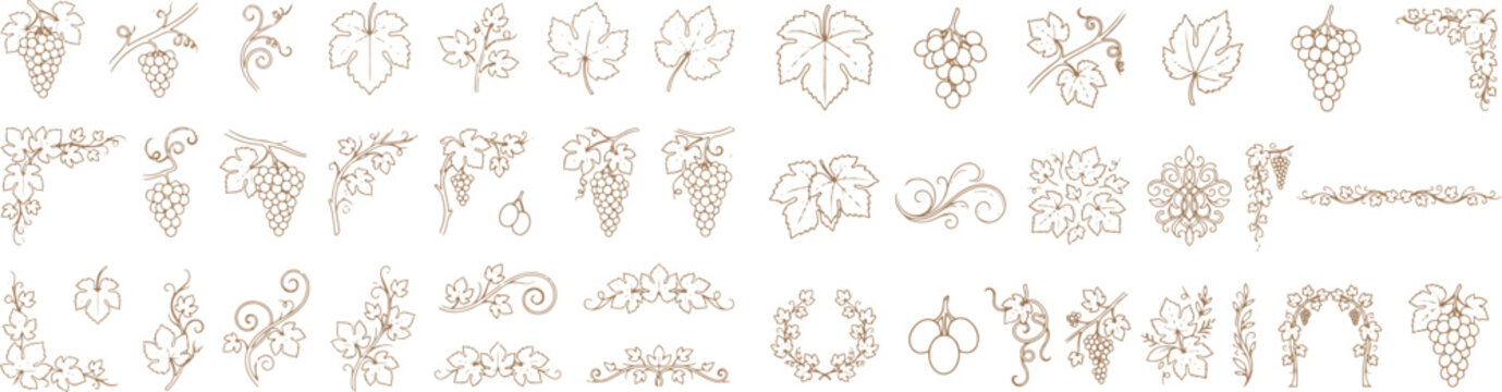 Decorative vintage grapevine and leaf ornaments set illustration
