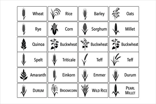 Cereal grains and pseudo-cereal icons set, 24 black minimalist agricultural crop symbols, organic food labels for wheat rice corn and barley