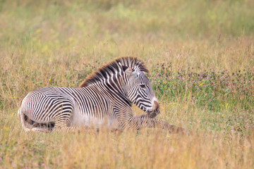 Grevy's zebra at a local zoo © Matt