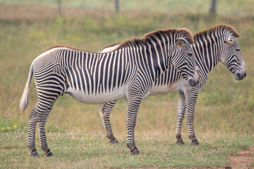 Grevy's zebra at a local zoo © Matt