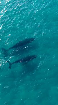 Aerial View of Humpback Whale Mother and Calf Swimming in Gold Coast