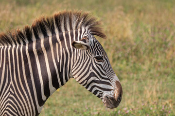 Grevy's zebra at a local zoo © Matt