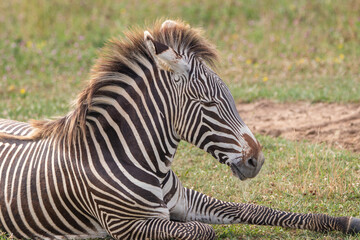 Grevy's zebra at a local zoo © Matt